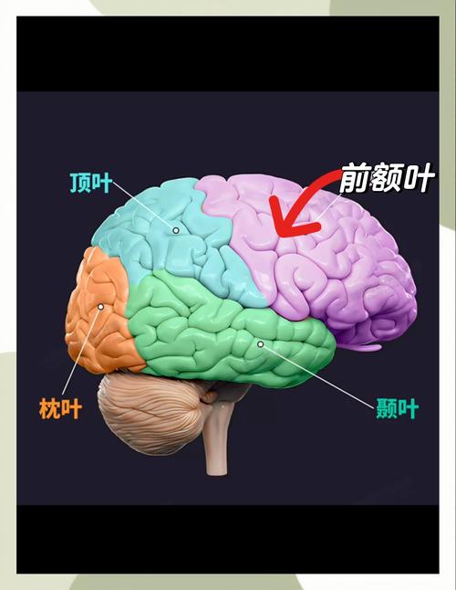 搞定娃的磨蹭拖延：别骂，先摸对大脑的快递路线-超级宝贝