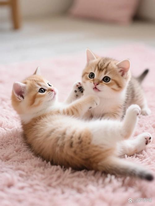 猫咪在毛毯上踩奶的温馨画面
