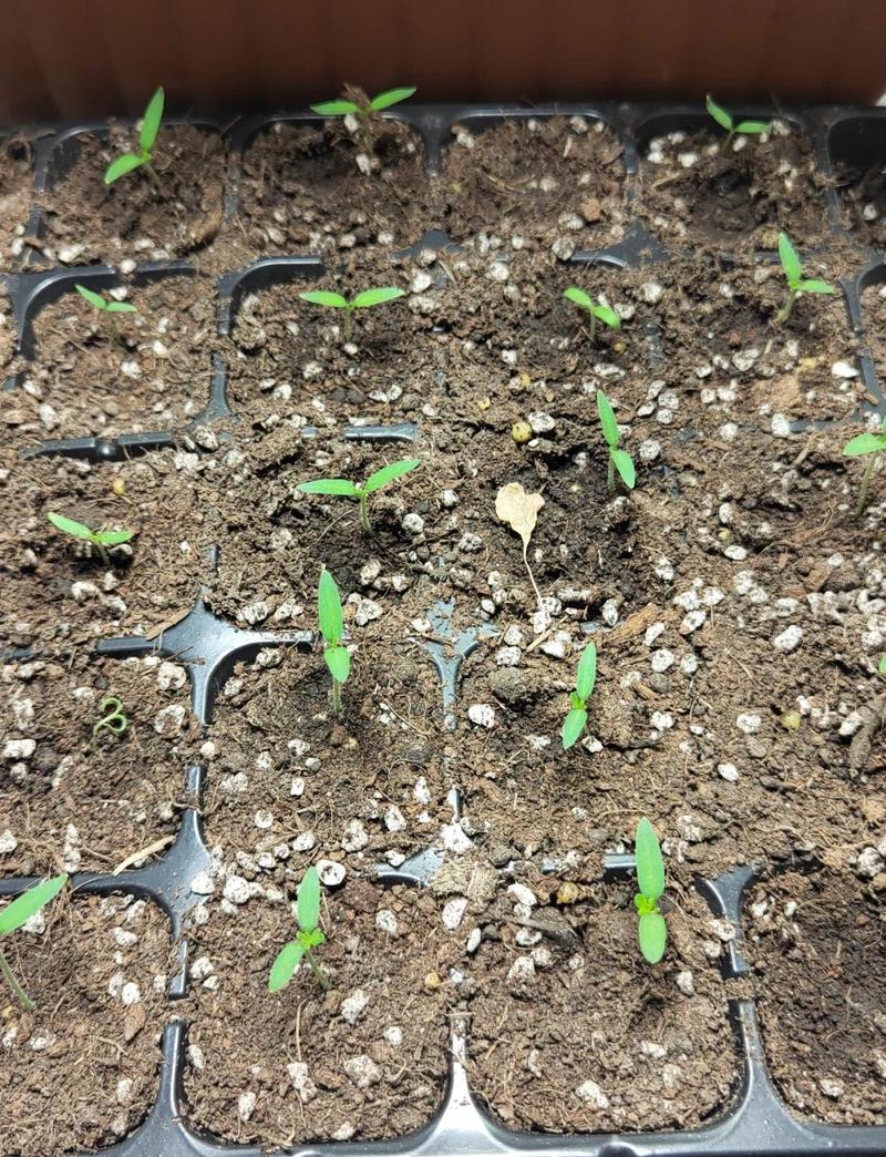 阳台那棵番茄，教我读懂植物生长周期和孩子的成长-大讲堂