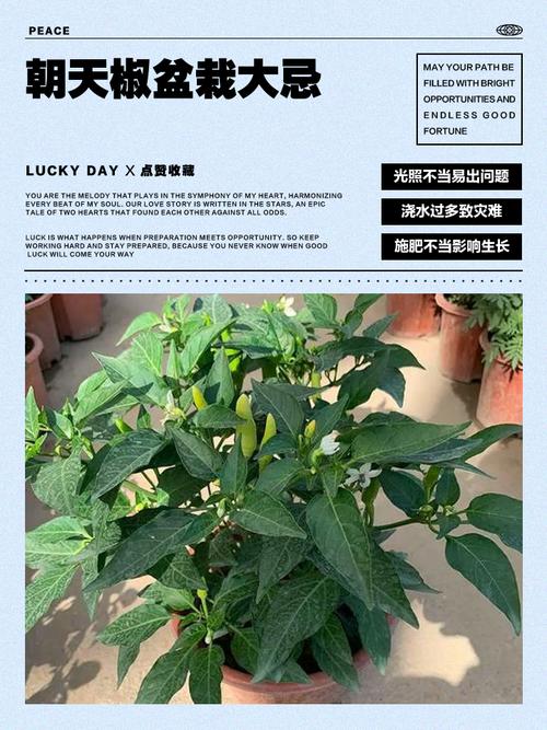 辣椒里的玄学：种植与选购