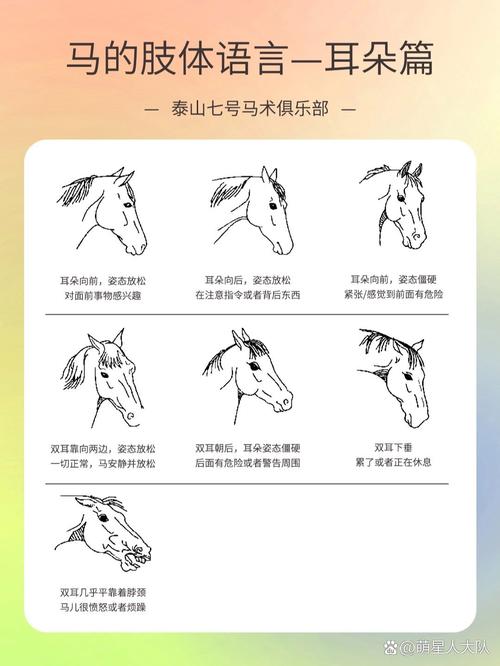 马匹耳朵姿态表达情绪示意图