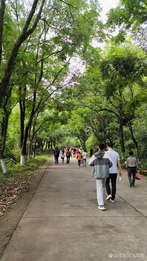 公园林荫道市民休闲步行锻炼实拍