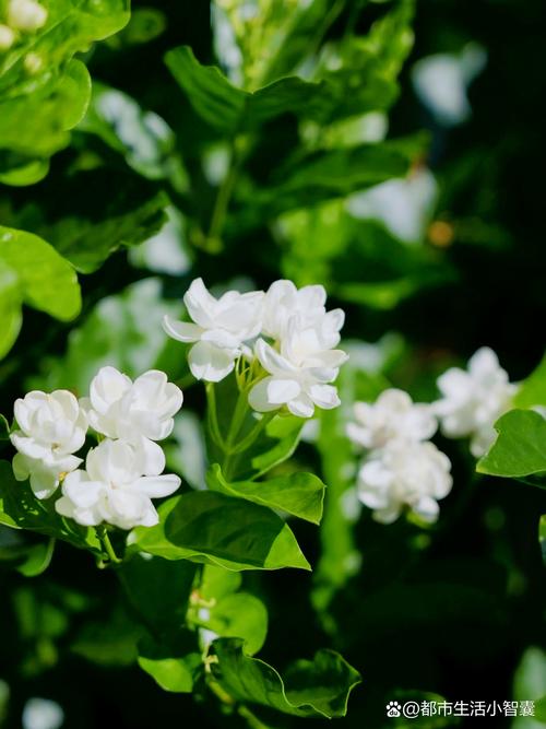 福州三捷河岸边竹篮盛茉莉花