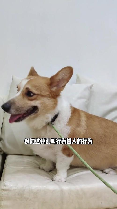 躲在主人脚边对着陌生人吠叫的柯基