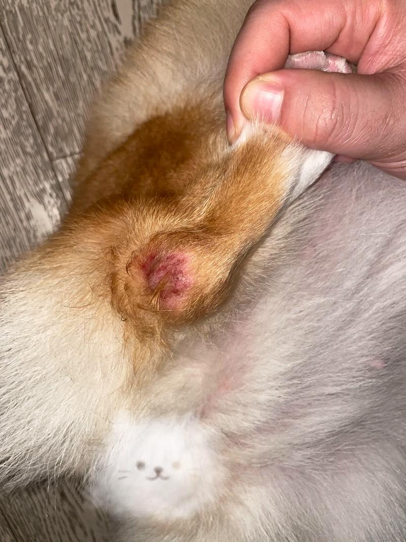 肥胖宠物犬蹲在路边舔后腿关节特写