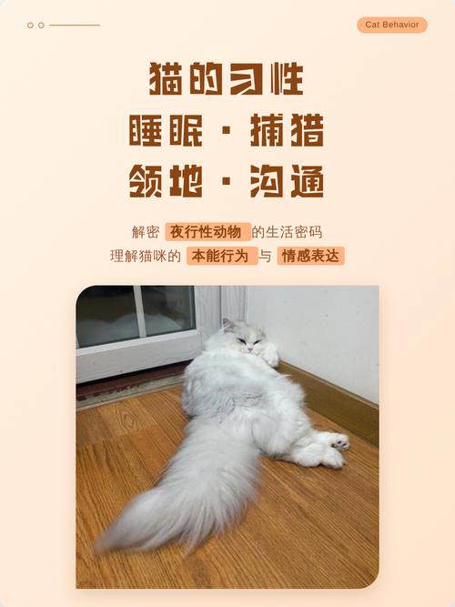 🐱 领地、交流与迷之礼物