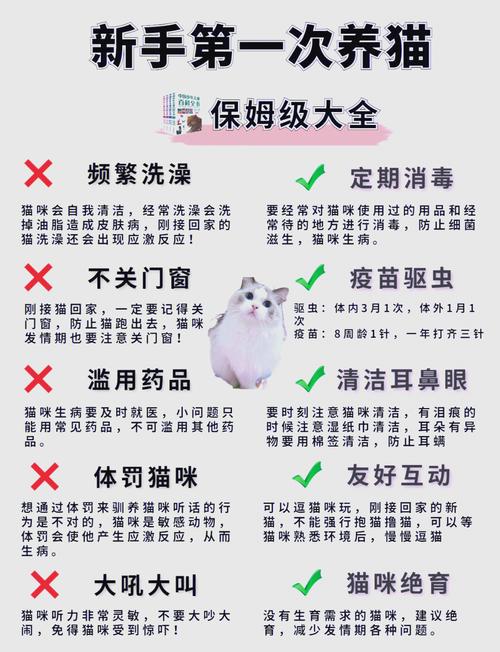 在家就能做的三件事，帮猫降低复发风险