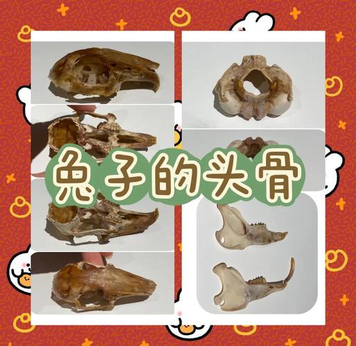 野兔:旷野里的零号运动员,以及它们不为人知的一面-因为所以