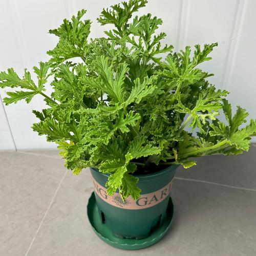 庭院户外种植香草驱蚊盆栽场景