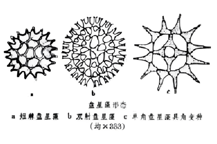 光学显微镜下湖水中的栅藻和盘星藻