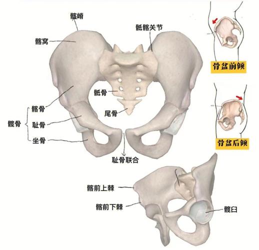骨盆中立位坐姿解剖示意图