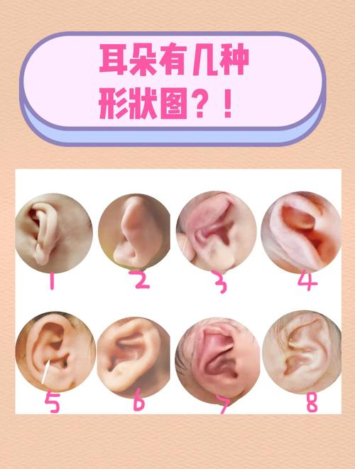 家族遗传特征对照图,显示祖孙三代耳朵形状相似