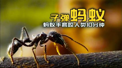 亚马逊雨林地面 子弹蚁特写
