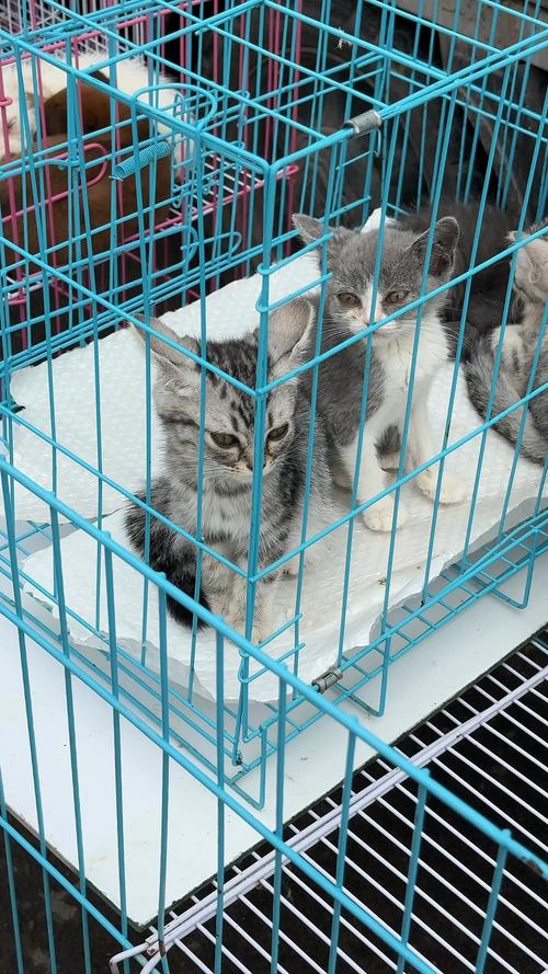 过小尺寸笼养宠物猫实拍