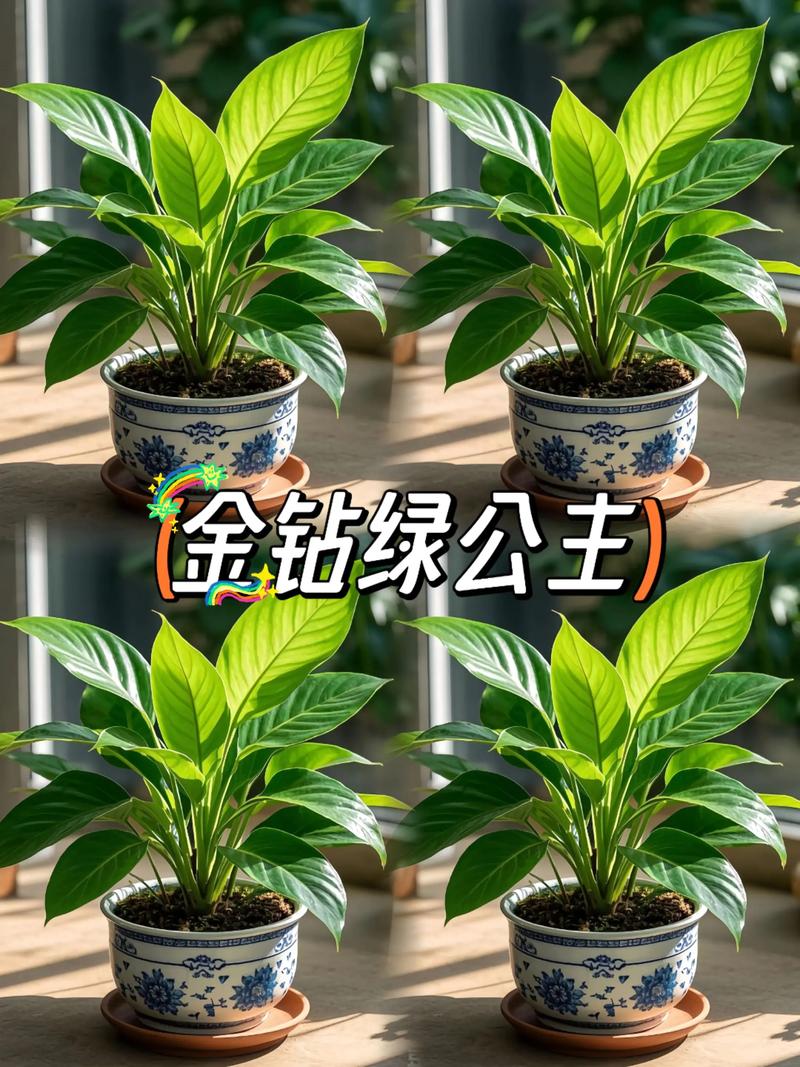 大型绿植环保与选品验收问题