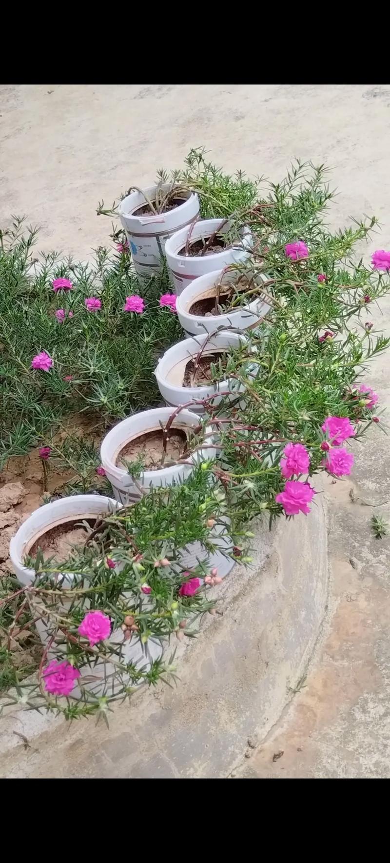 阳台用旧奶粉罐种植的太阳花盆栽