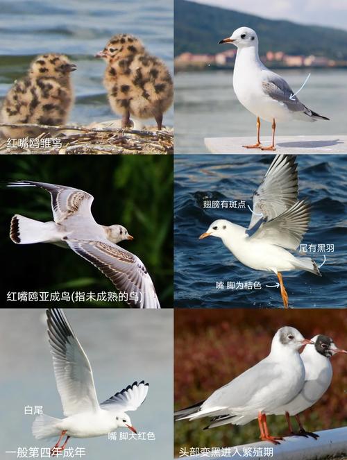 海鸥不是害虫,它们是海岸生态链条上不可或缺的一环
