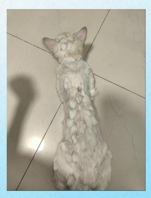 患猫油尾巴的英短尾部皮肤特写