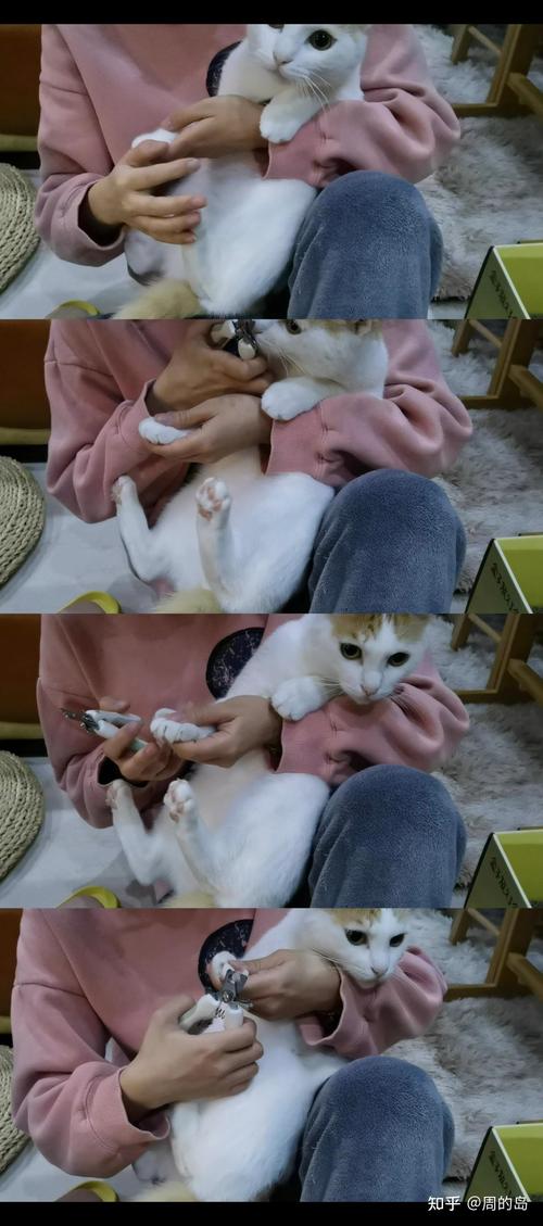抱姿正确的猫咪剪指甲室内场景