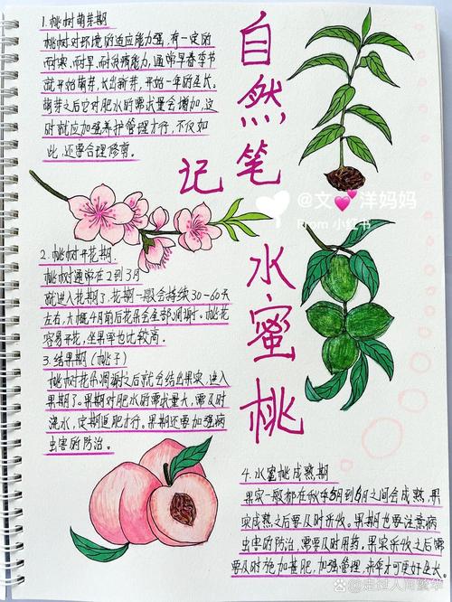 中学语文作业本上画着小桃子的周记页