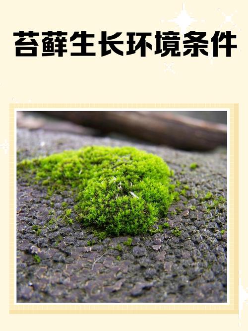 儿童观察透明盒里长青苔的风化石头
