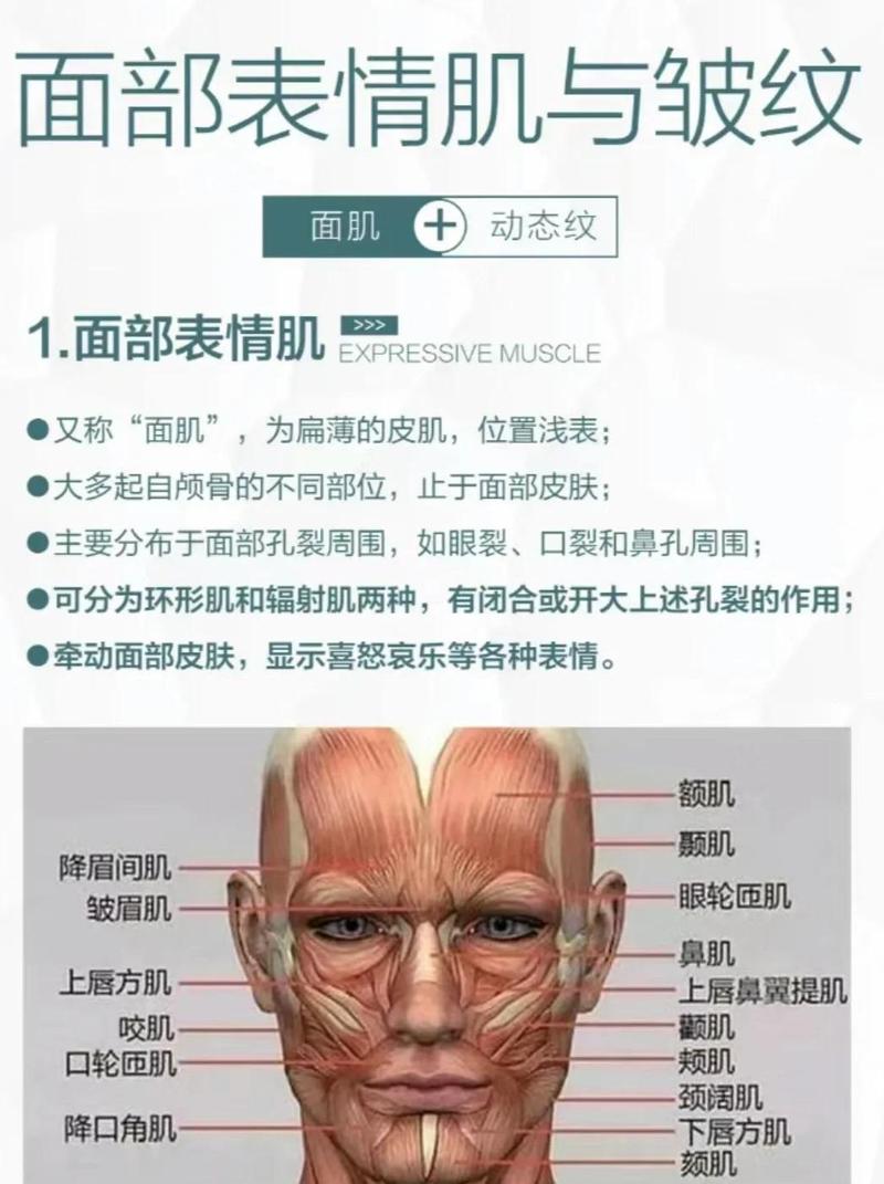 数字人面部核心肌肉分区调度示意图