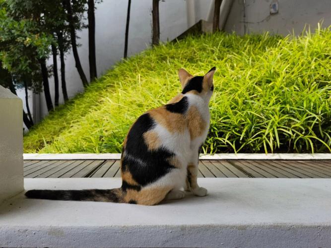 小男孩在小区草坪上追三花猫的背影