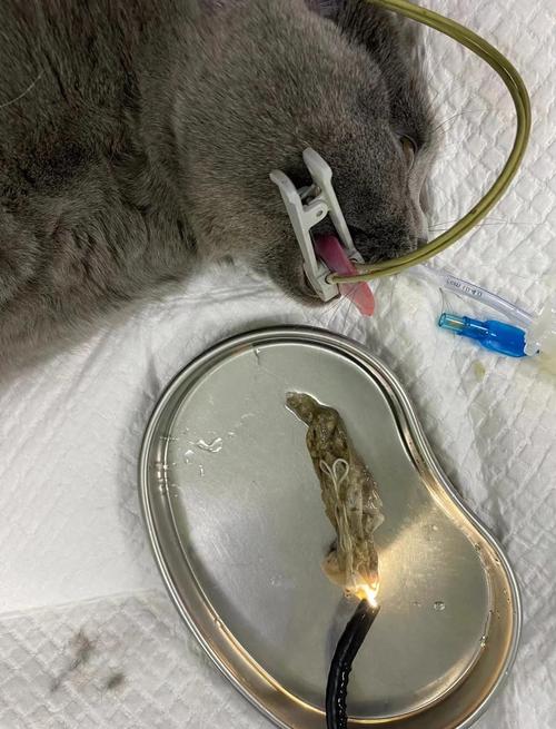 家中容易被犬猫误食的常见异物合集