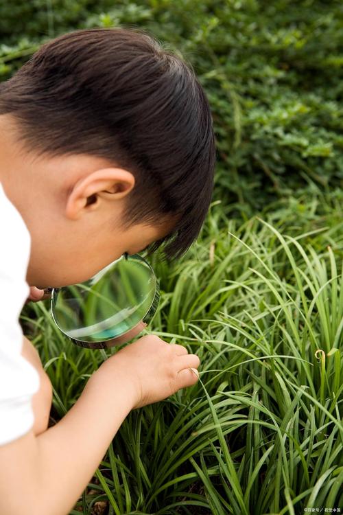 孩子用放大镜观察树叶上的昆虫