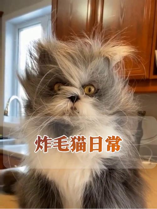 躲在沙发底炸毛应激的英短猫咪