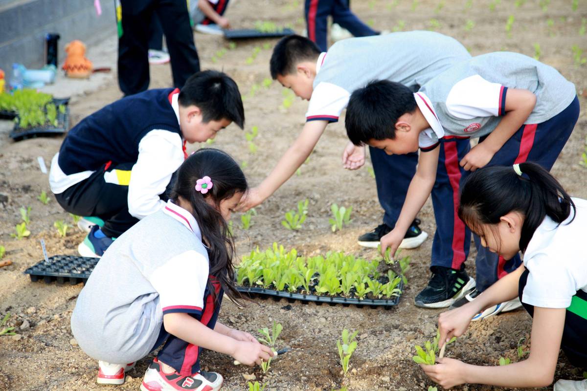 校园菜园劳动教育种植实践