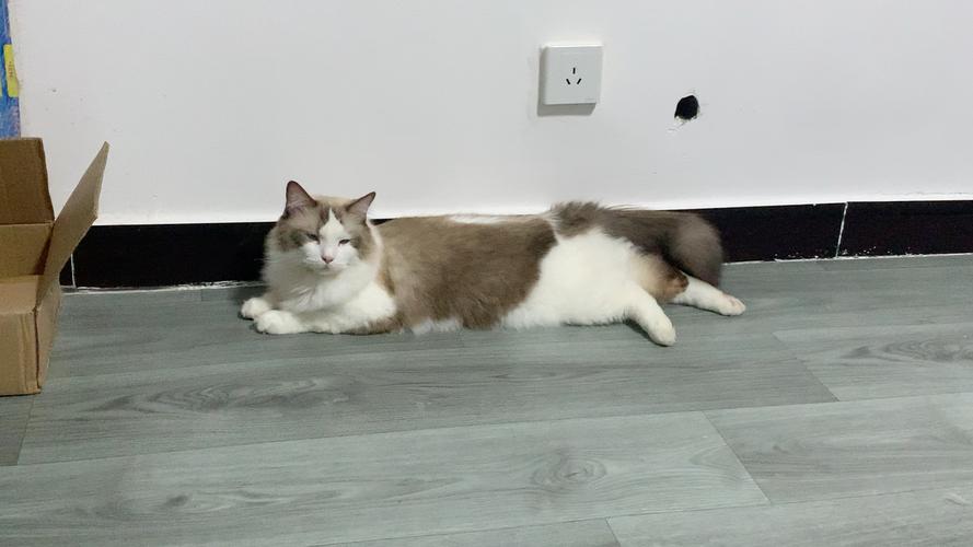 布偶猫趴客厅瓷砖降温实拍
