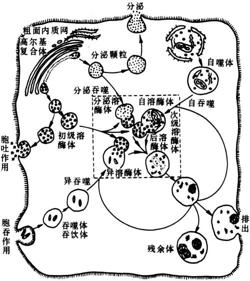 细胞溶酶体消化功能示意图