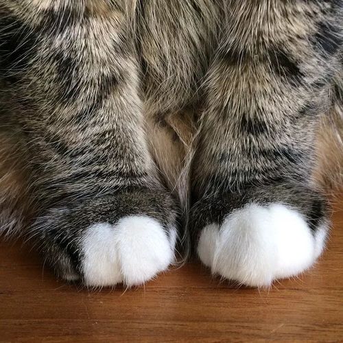 猫咪捕猎游戏时露出的爪尖状态示意图