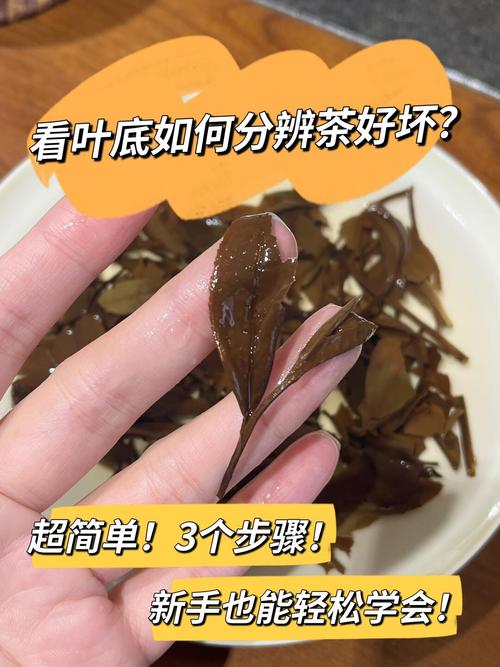茶叶叶底鉴别鲜活有弹性