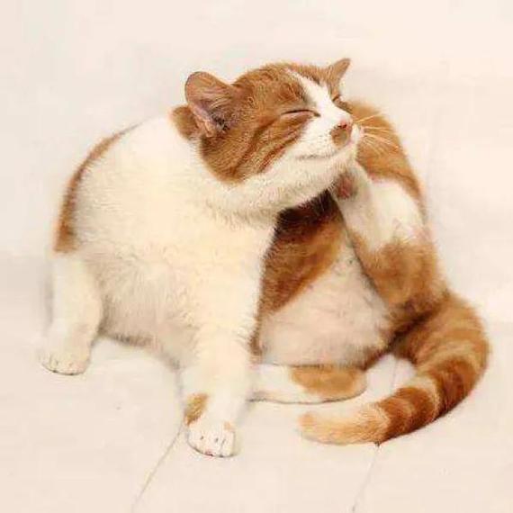 宠物猫用爪子挠嘴角侧脸实拍