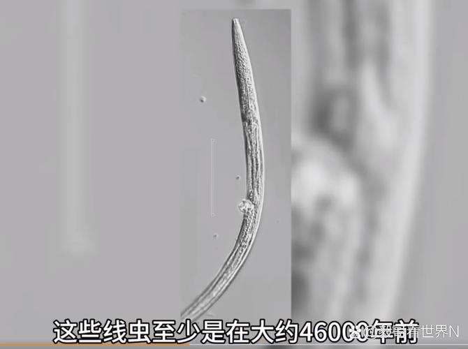 显微镜下4万年前复活的冰封线虫照片
