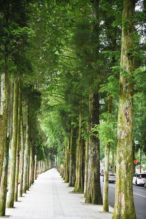 井冈山茨坪镇林荫盘山公路