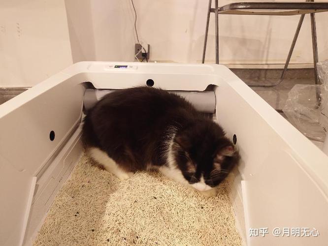 老年猫忘记猫砂盆位置在沙发排便实拍