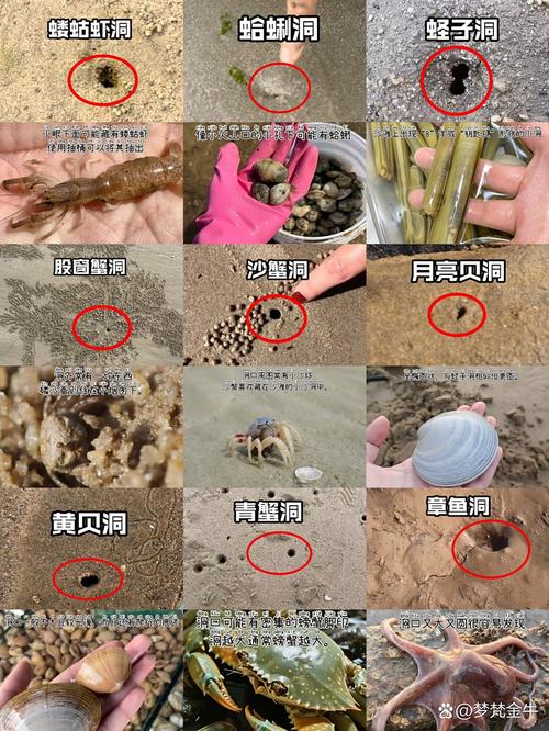 冷门小海产，这些坑别踩
