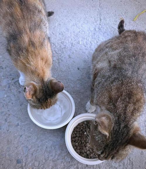 流浪猫咪进食多种食物场景