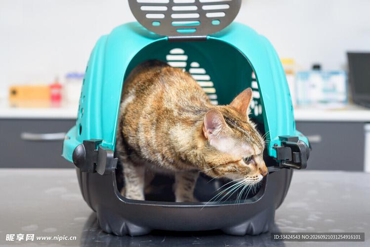 猫咪躲在床底逃避航空箱