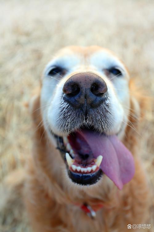 金毛犬叼着半根玉米棒蹲在单元楼门口