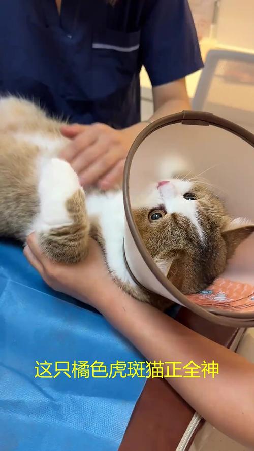 猫咪用爪子推桌上水杯的特写