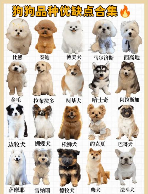 不同的狗，选法完全不一样