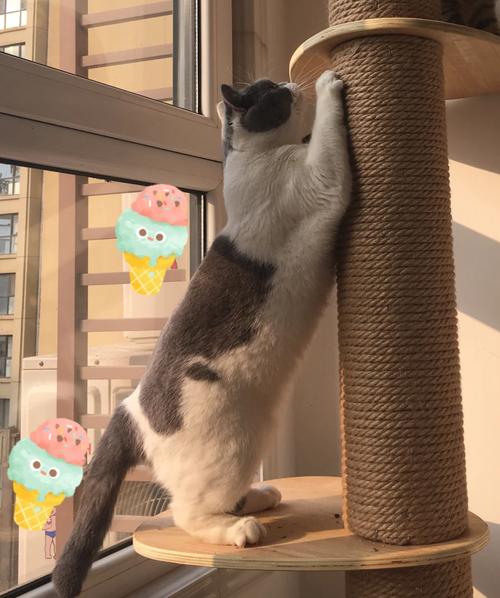 英短猫在立式麻绳猫爬架上磨爪子