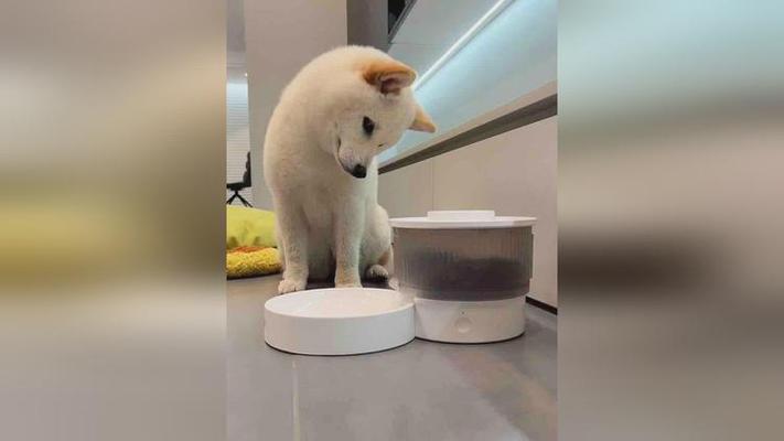 狗狗蹲在自动喂食器旁边守着等掉粮的实拍图