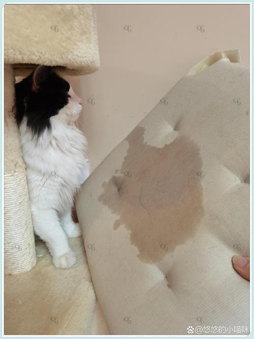 猫咪对着沙发靠垫翘尾准备排尿的实拍图