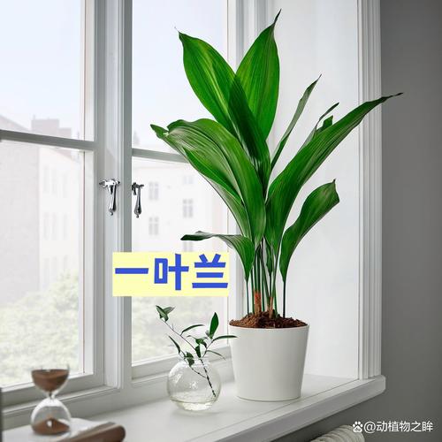 无窗卫生间耐阴小型绿植一叶兰布置案例