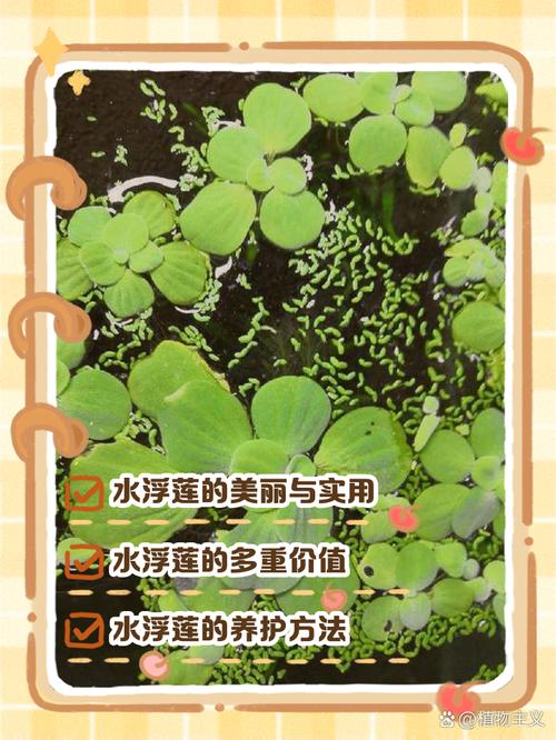 水生蔬菜和藻类:别让它们烂在角落里